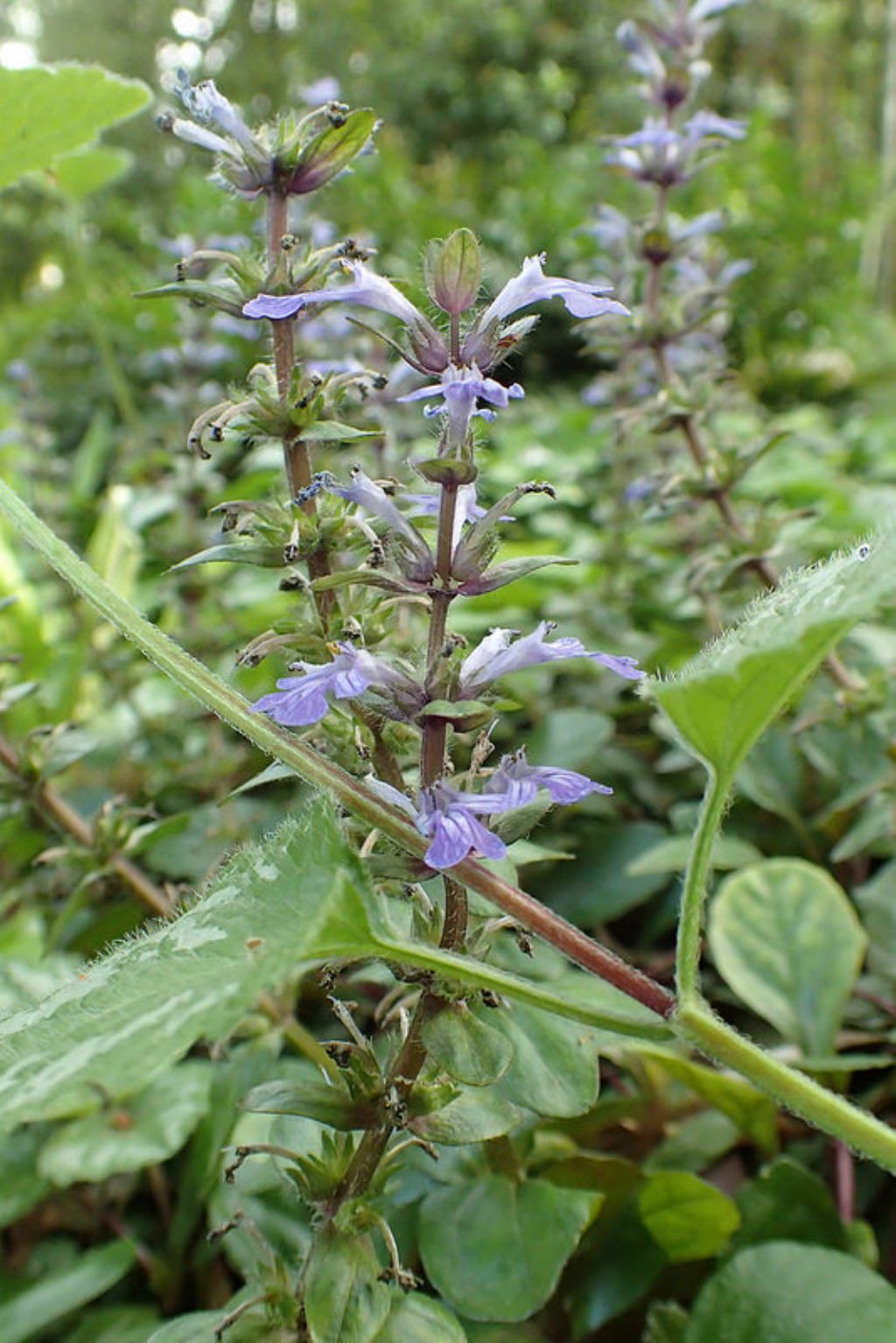 Lamiaceae: Ajuga sp.